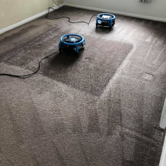 Dry Wet Carpet