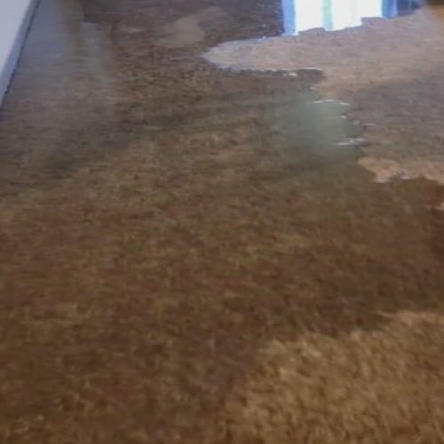 Carpet Water Damage Restoration Sunshine Coast